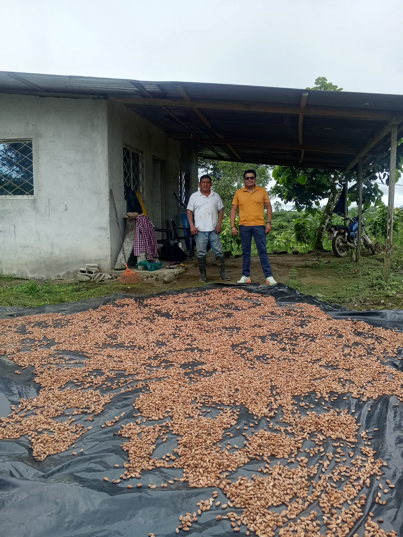 Friki cacao drying process