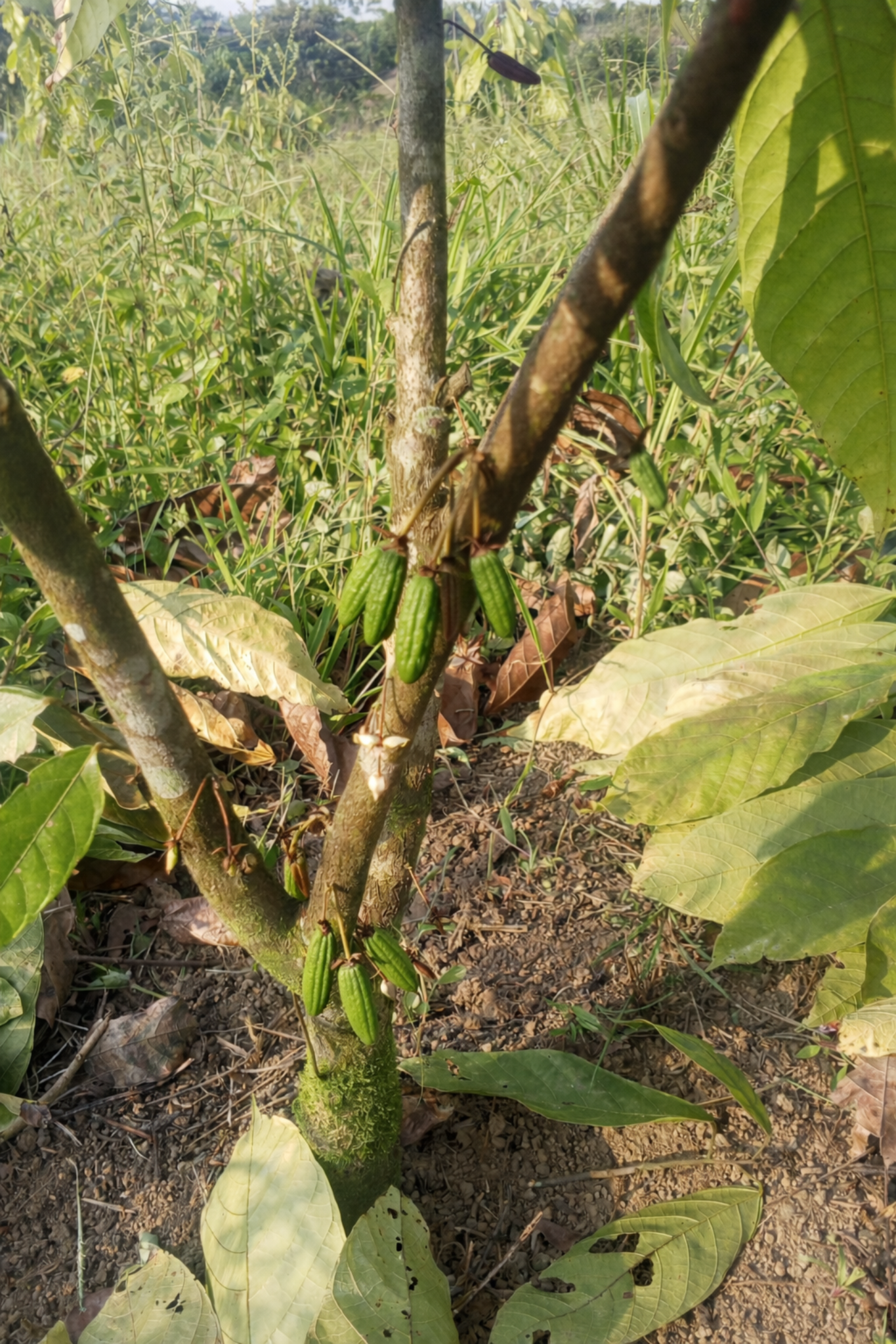 Young cacao tree with small pods